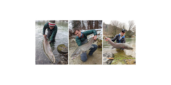 Hucho hucho | King of European Rivers