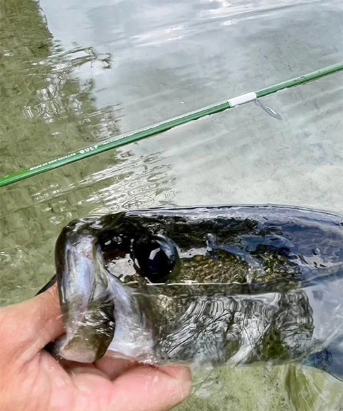 Bass